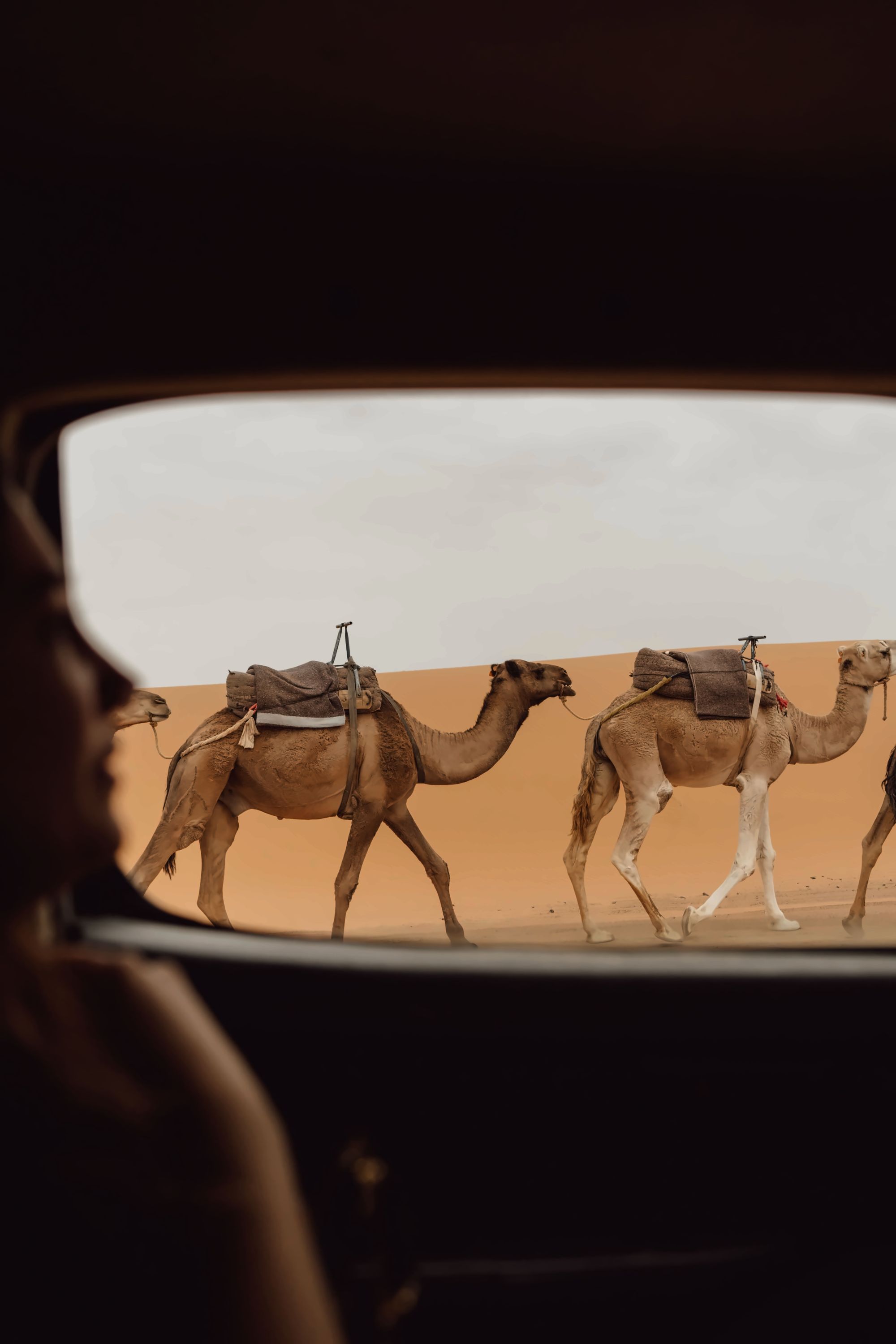 Let's Camel Tours