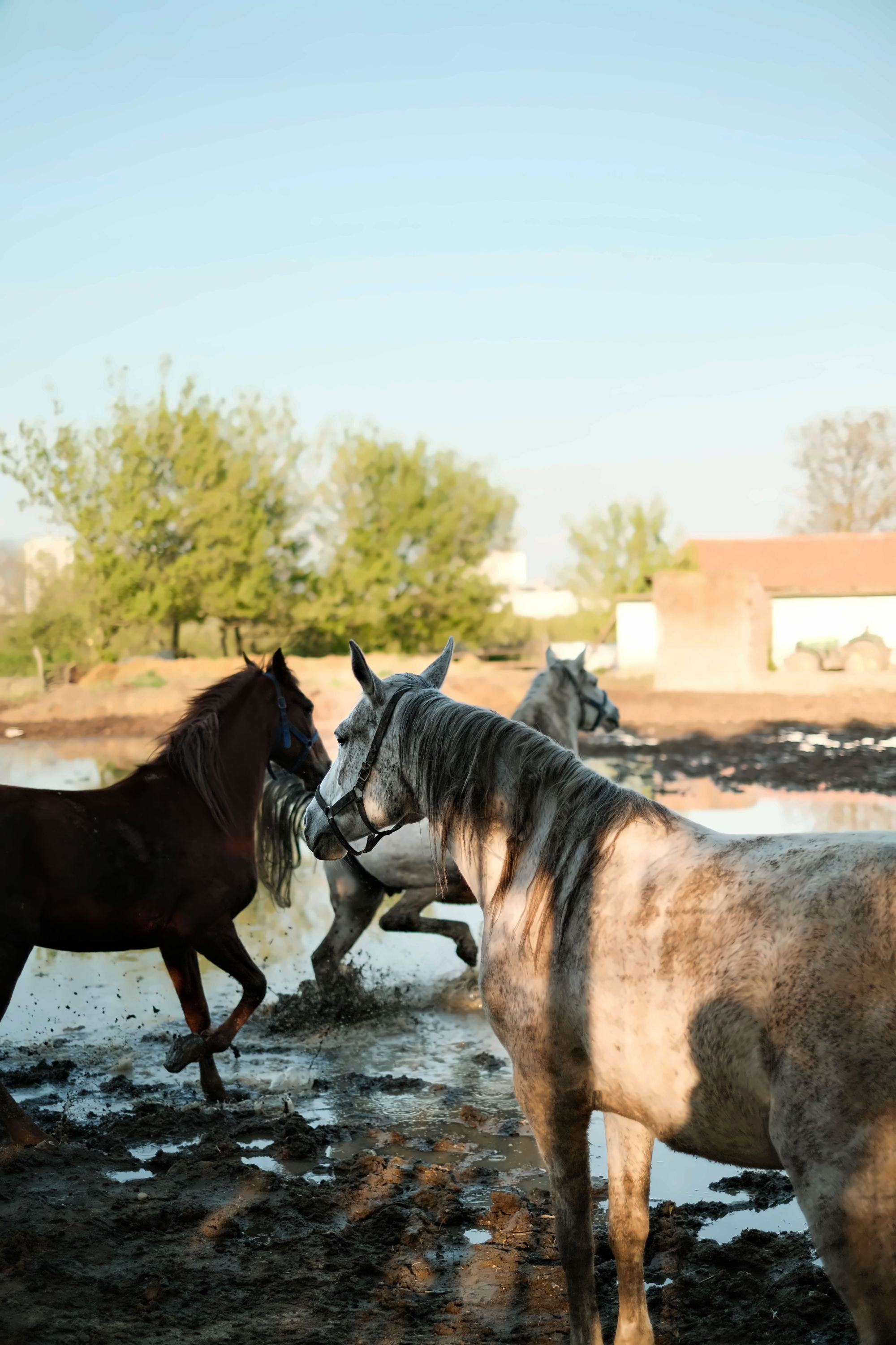 Beach Horse Riding gallery photo 5
