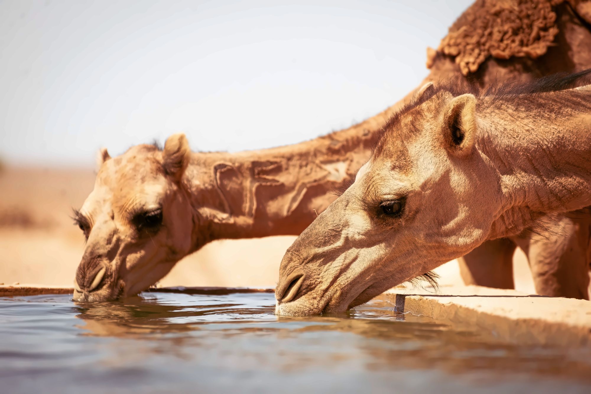 A well-cared-for camel resting in the Moroccan desert