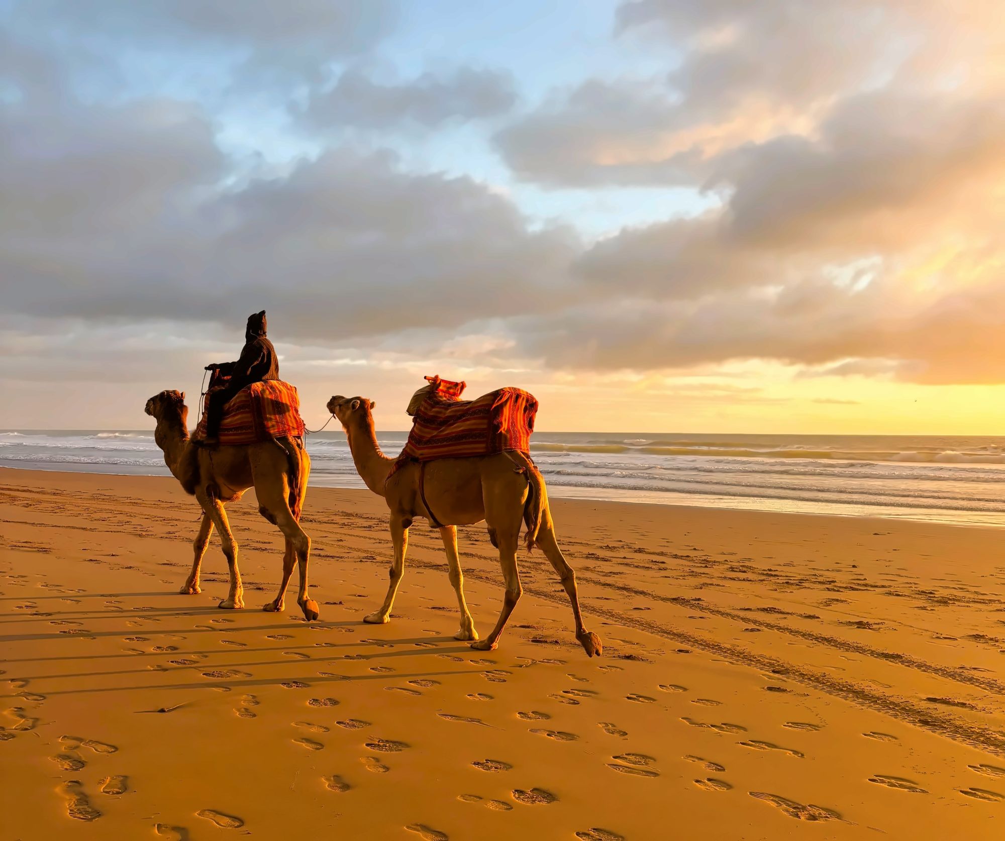 Camels walking along the wide flat beach near Taghazout as the sun sets over the Atlantic